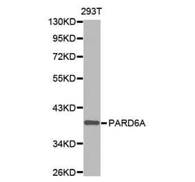Anti-PARD6A Antibody from Bioworld Technology (BS7481) - Antibodies.com