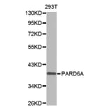 Anti-PARD6A Antibody from Bioworld Technology (BS7481) - Antibodies.com