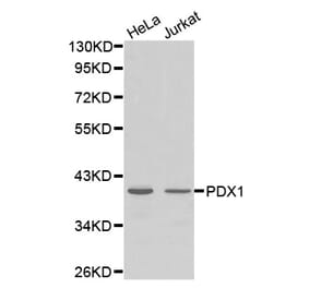 Anti-PDX1 Antibody from Bioworld Technology (BS7483) - Antibodies.com