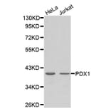 Anti-PDX1 Antibody from Bioworld Technology (BS7483) - Antibodies.com