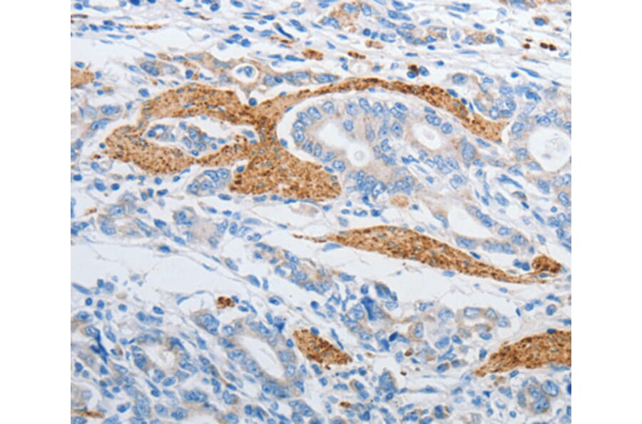 Anti-PDX1 Antibody from Bioworld Technology (BS7483) - Antibodies.com