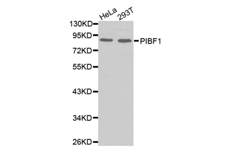 Anti-PIBF1 Antibody from Bioworld Technology (BS7484) - Antibodies.com