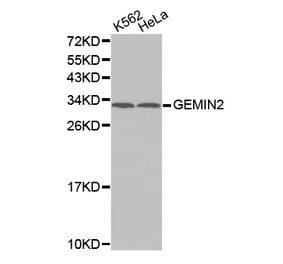 Anti-GEMIN2 Antibody from Bioworld Technology (BS7487) - Antibodies.com