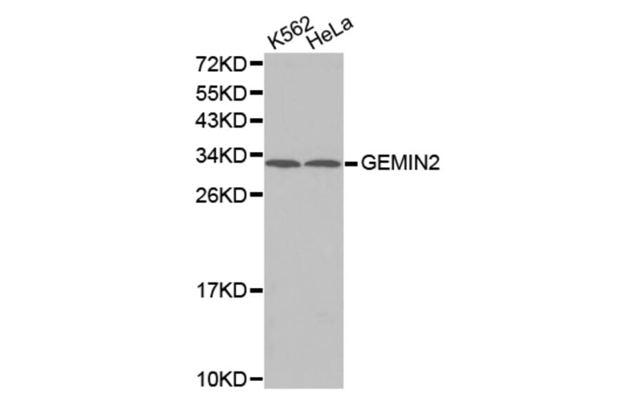 Anti-GEMIN2 Antibody from Bioworld Technology (BS7487) - Antibodies.com