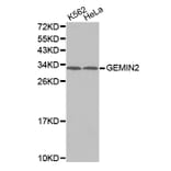 Anti-GEMIN2 Antibody from Bioworld Technology (BS7487) - Antibodies.com