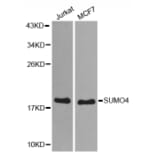 Anti-SUMO4 Antibody from Bioworld Technology (BS7494) - Antibodies.com