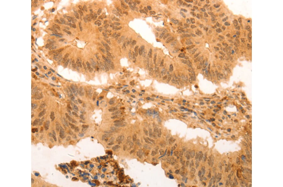 Anti-SUMO4 Antibody from Bioworld Technology (BS7494) - Antibodies.com