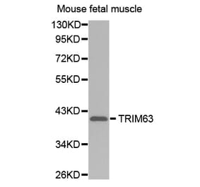 Anti-TRIM63 Antibody from Bioworld Technology (BS7495) - Antibodies.com