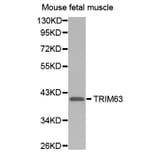 Anti-TRIM63 Antibody from Bioworld Technology (BS7495) - Antibodies.com