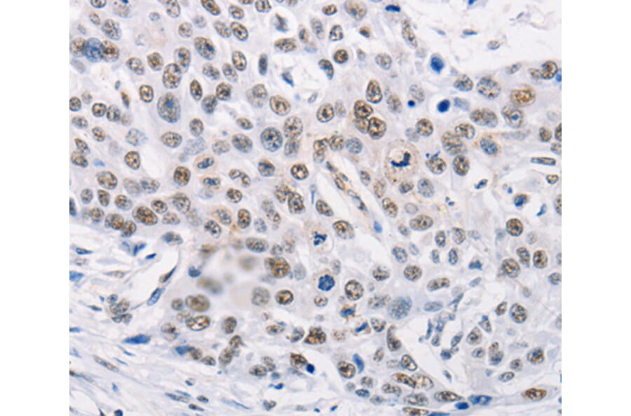 Anti-TRIM63 Antibody from Bioworld Technology (BS7495) - Antibodies.com