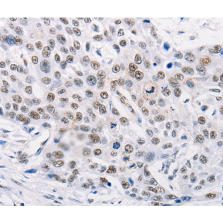 Anti-TRIM63 Antibody from Bioworld Technology (BS7495) - Antibodies.com