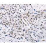 Anti-TRIM63 Antibody from Bioworld Technology (BS7495) - Antibodies.com