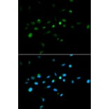 Anti-TRIM63 Antibody from Bioworld Technology (BS7495) - Antibodies.com