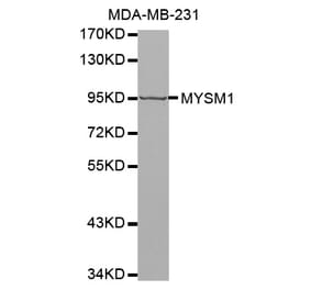 Anti-MYSM1 Antibody from Bioworld Technology (BS7496) - Antibodies.com