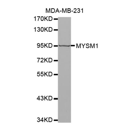 Anti-MYSM1 Antibody from Bioworld Technology (BS7496) - Antibodies.com