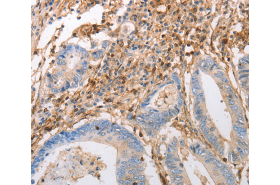 Anti-INA Antibody from Bioworld Technology (BS7498) - Antibodies.com