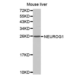 Anti-NEUROG1 Antibody from Bioworld Technology (BS7499) - Antibodies.com