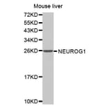 Anti-NEUROG1 Antibody from Bioworld Technology (BS7499) - Antibodies.com