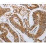 Anti-NEUROG1 Antibody from Bioworld Technology (BS7499) - Antibodies.com