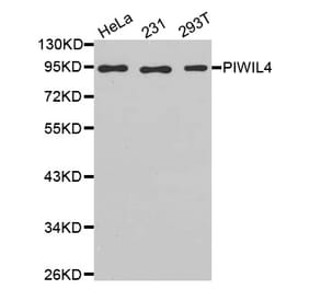 Anti-PIWIL4 Antibody from Bioworld Technology (BS7509) - Antibodies.com