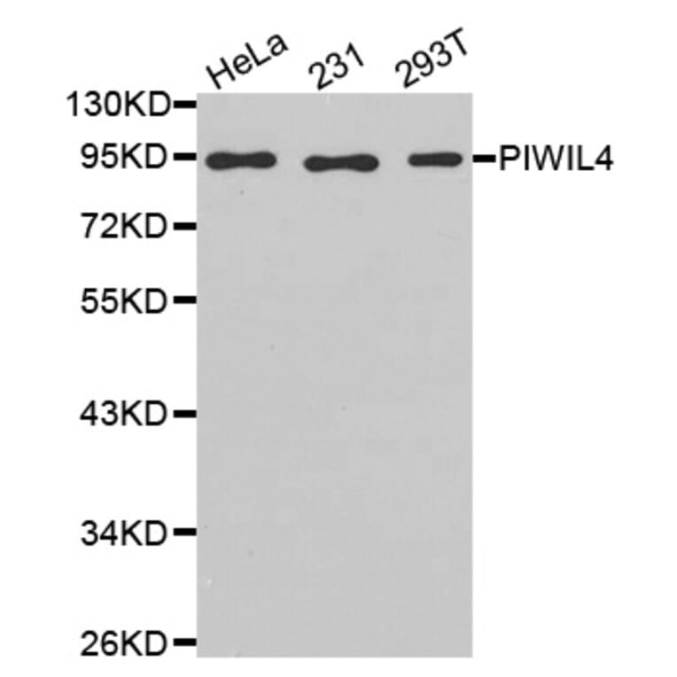 Anti-PIWIL4 Antibody from Bioworld Technology (BS7509) - Antibodies.com