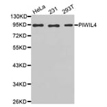 Anti-PIWIL4 Antibody from Bioworld Technology (BS7509) - Antibodies.com