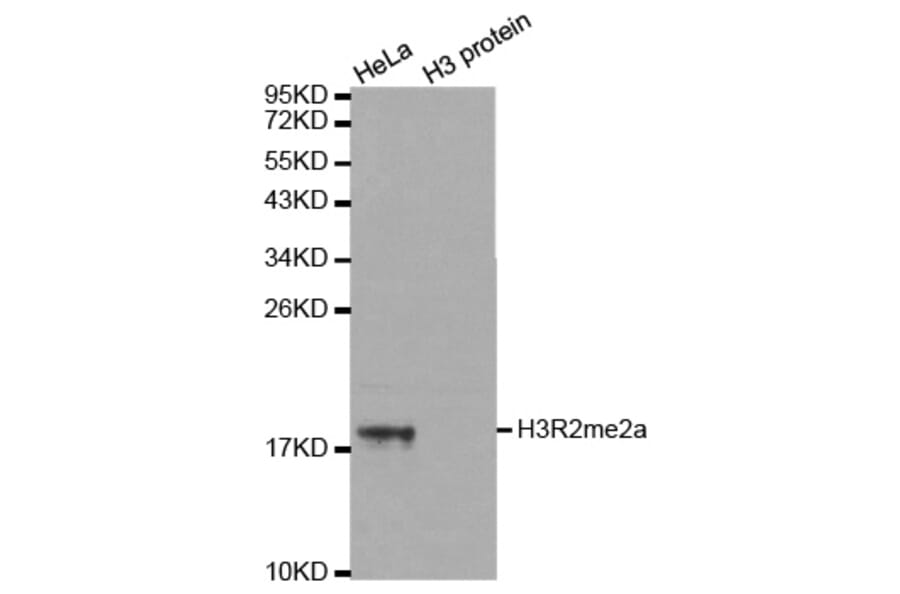 Anti-Histone H3 (aDi-Methyl R2) Antibody from Bioworld Technology (BS7511) - Antibodies.com
