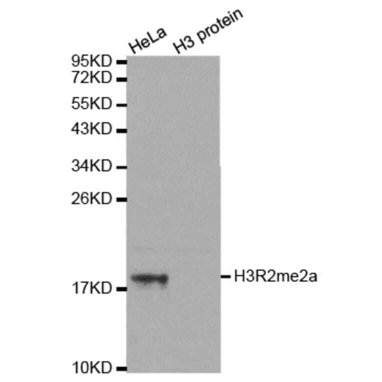Anti-Histone H3 (aDi-Methyl R2) Antibody from Bioworld Technology (BS7511) - Antibodies.com