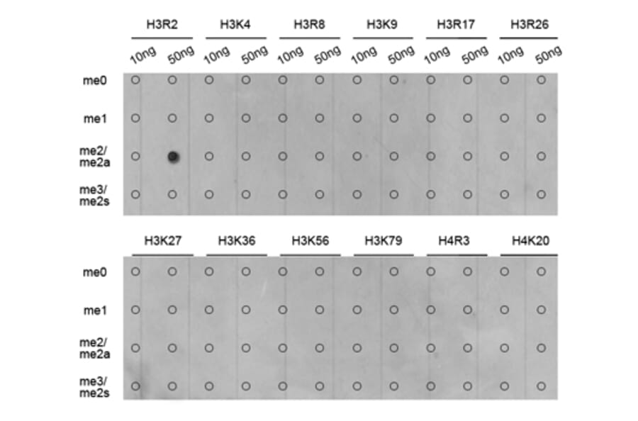 Anti-Histone H3 (aDi-Methyl R2) Antibody from Bioworld Technology (BS7511) - Antibodies.com
