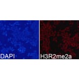 Anti-Histone H3 (aDi-Methyl R2) Antibody from Bioworld Technology (BS7511) - Antibodies.com