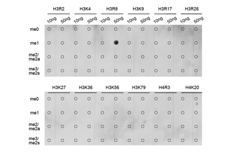 Anti-Histone H3 (Mono-Methyl R8) Antibody from Bioworld Technology (BS7512) - Antibodies.com