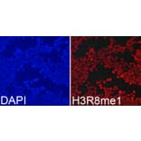 Anti-Histone H3 (Mono-Methyl R8) Antibody from Bioworld Technology (BS7512) - Antibodies.com