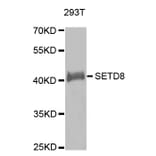Anti-SETD8 Antibody from Bioworld Technology (BS7521) - Antibodies.com