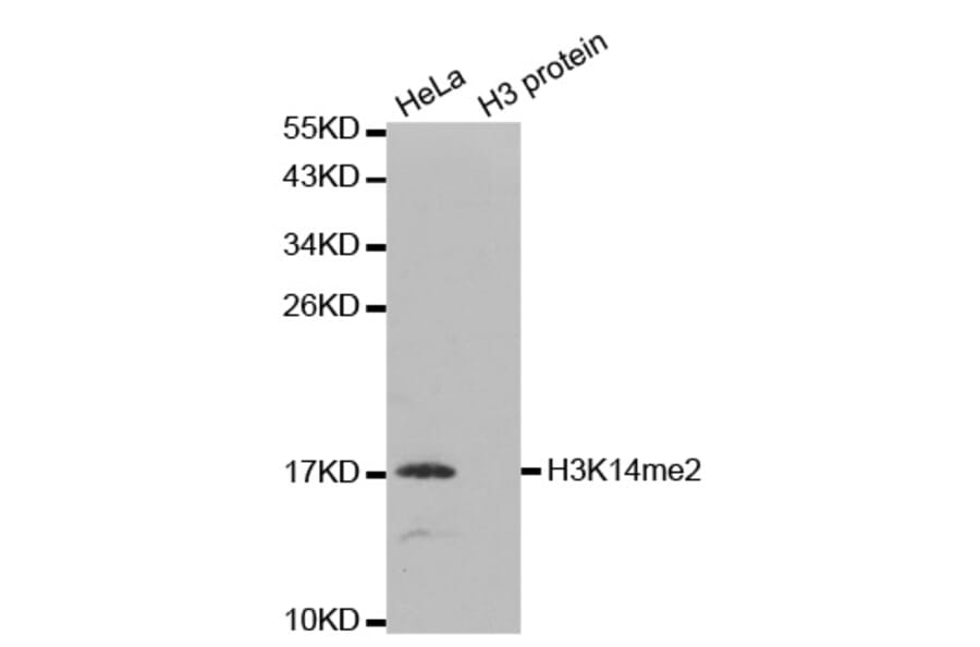 Anti-Histone H3 (Di-Methyl K14) Antibody from Bioworld Technology (BS7524) - Antibodies.com