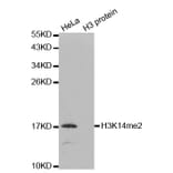 Anti-Histone H3 (Di-Methyl K14) Antibody from Bioworld Technology (BS7524) - Antibodies.com