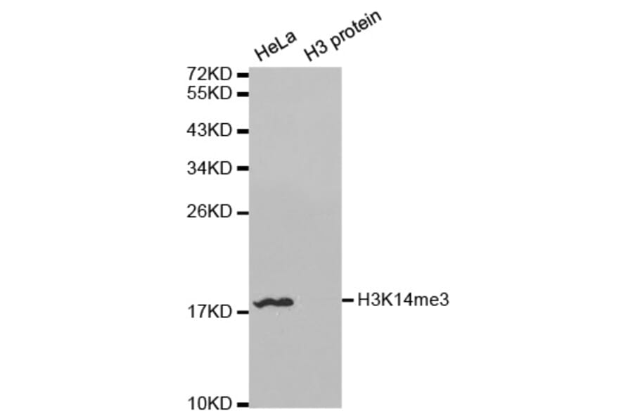 Anti-Histone H3 (Tri-Methyl K14) Antibody from Bioworld Technology (BS7525) - Antibodies.com