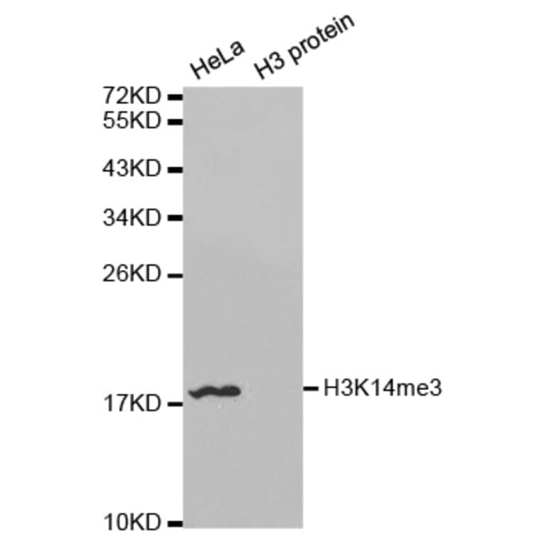 Anti-Histone H3 (Tri-Methyl K14) Antibody from Bioworld Technology (BS7525) - Antibodies.com