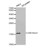 Anti-Histone H3 (Tri-Methyl K14) Antibody from Bioworld Technology (BS7525) - Antibodies.com