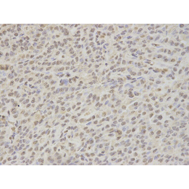 Anti-NONO Antibody from Bioworld Technology (BS7526) - Antibodies.com