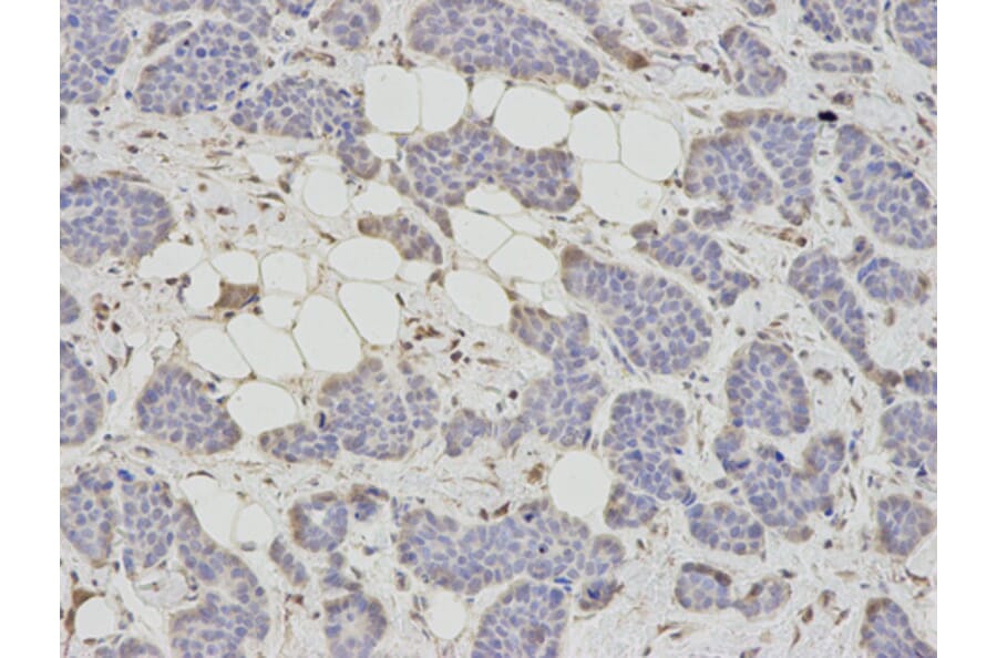 Anti-AHCY Antibody from Bioworld Technology (BS7528) - Antibodies.com