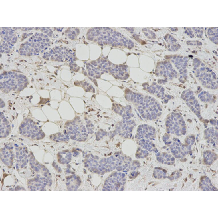Anti-AHCY Antibody from Bioworld Technology (BS7528) - Antibodies.com