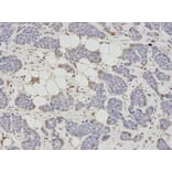 Anti-AHCY Antibody from Bioworld Technology (BS7528) - Antibodies.com