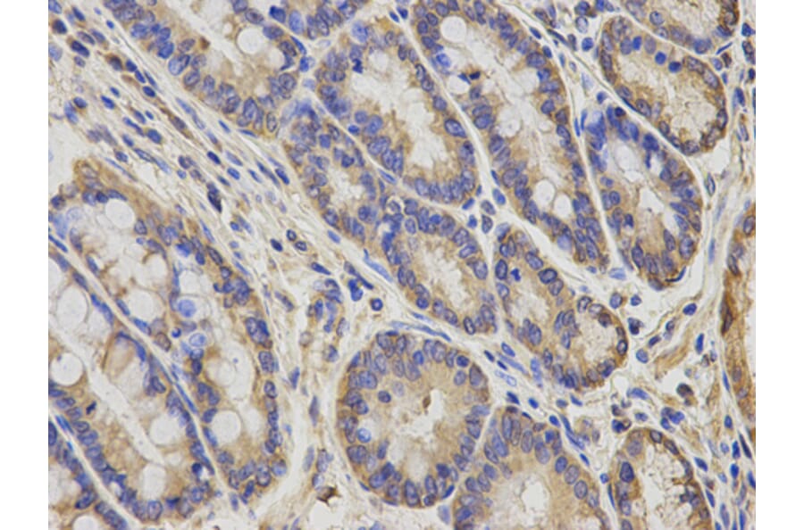 Anti-AIMP1 Antibody from Bioworld Technology (BS7529) - Antibodies.com