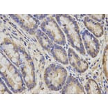 Anti-AIMP1 Antibody from Bioworld Technology (BS7529) - Antibodies.com