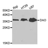 Anti-DAO Antibody from Bioworld Technology (BS7532) - Antibodies.com