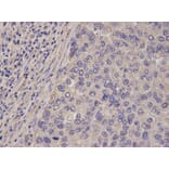Anti-FABP1 Antibody from Bioworld Technology (BS7533) - Antibodies.com