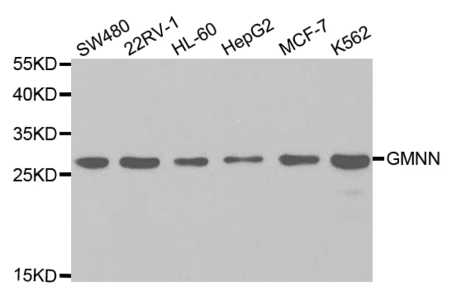 Anti-GMNN Antibody from Bioworld Technology (BS7535) - Antibodies.com