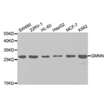 Anti-GMNN Antibody from Bioworld Technology (BS7535) - Antibodies.com