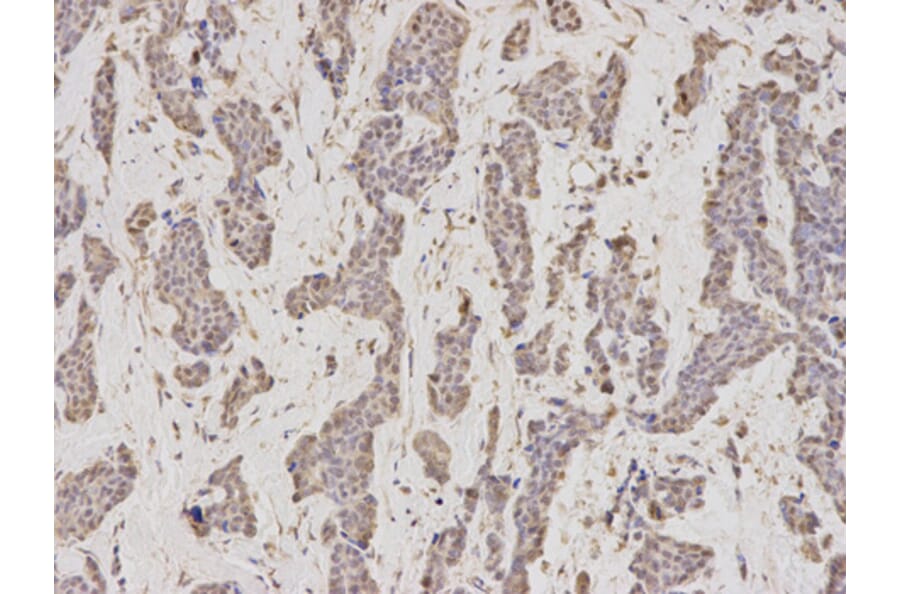 Anti-GMNN Antibody from Bioworld Technology (BS7535) - Antibodies.com