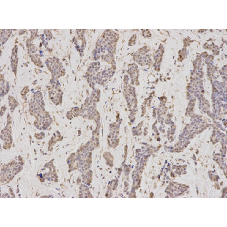 Anti-GMNN Antibody from Bioworld Technology (BS7535) - Antibodies.com